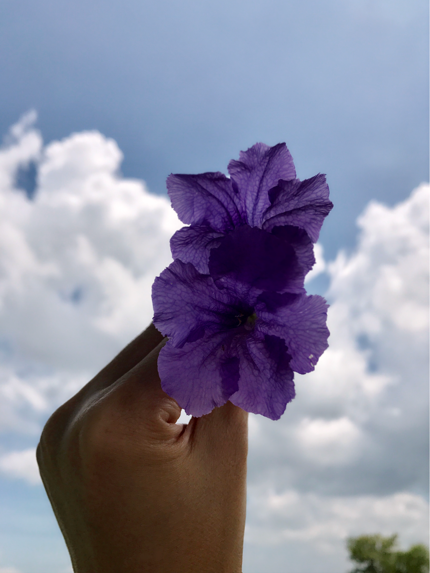 IMG_0988.PNG