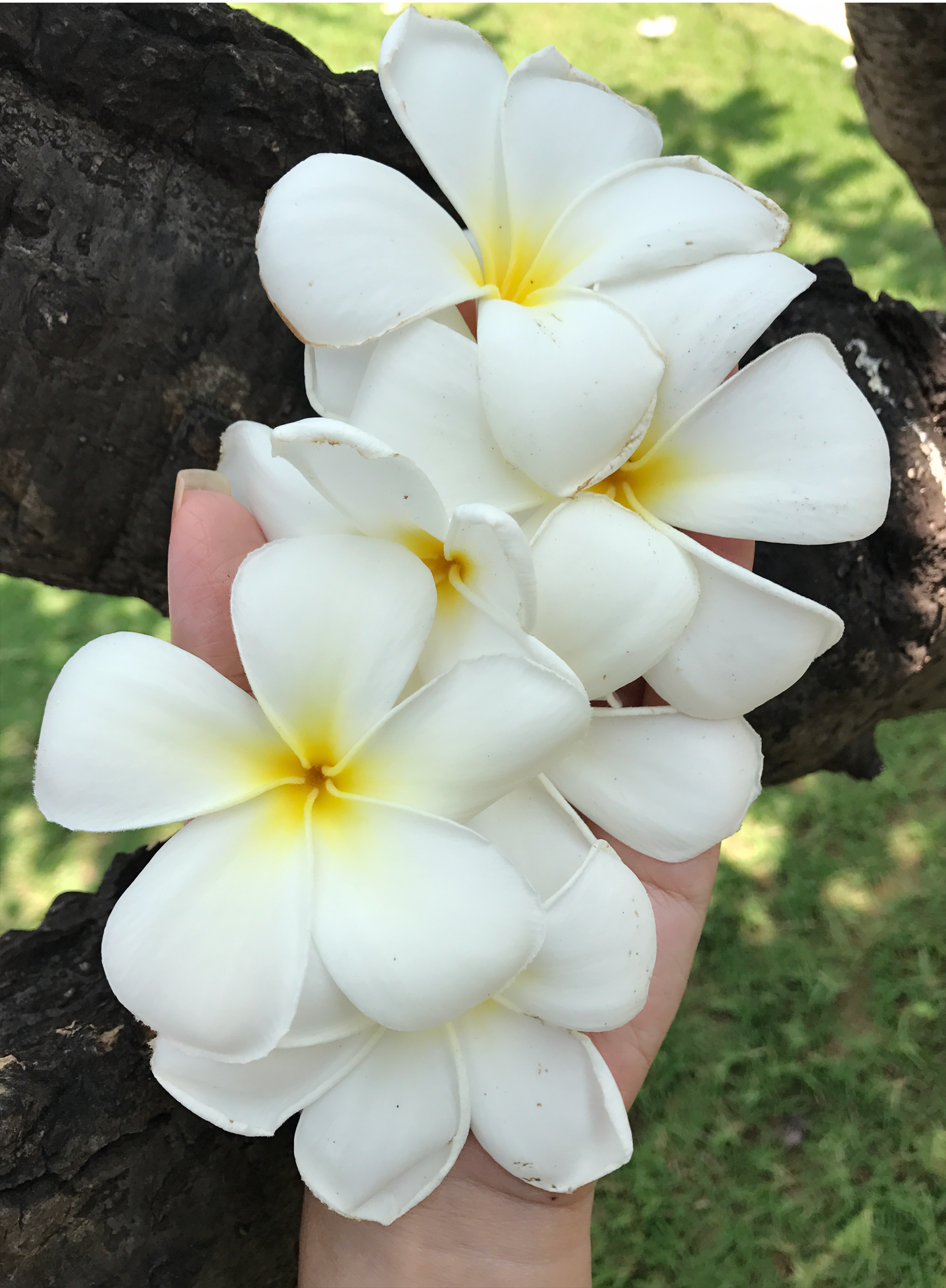 IMG_1946.PNG
