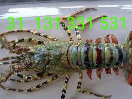 IMG_20171128_094209.jpg