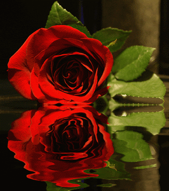 IMG_5080.GIF