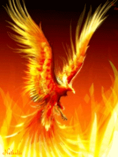 IMG_9800.GIF