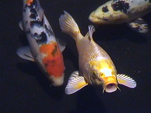 koi-pondfish-img4.jpg
