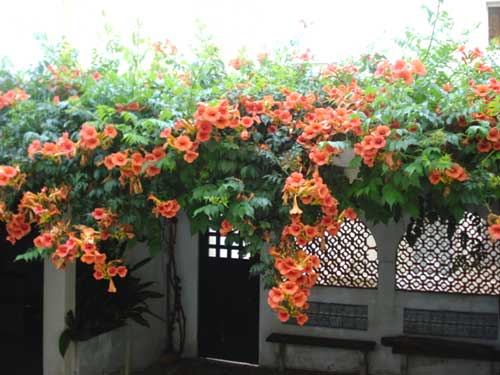 Lan tiêu.jpg