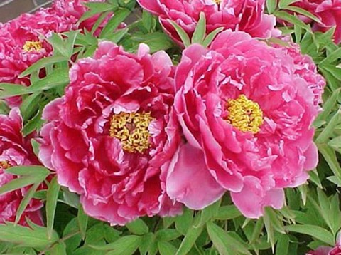 Mẫu đơn.png