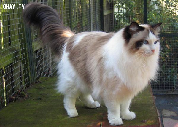meo-ragdoll-ohay-tv-30380.jpg