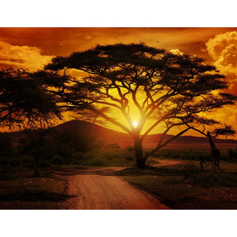 mural-de-vinilo-sabana-atardecer-.jpg