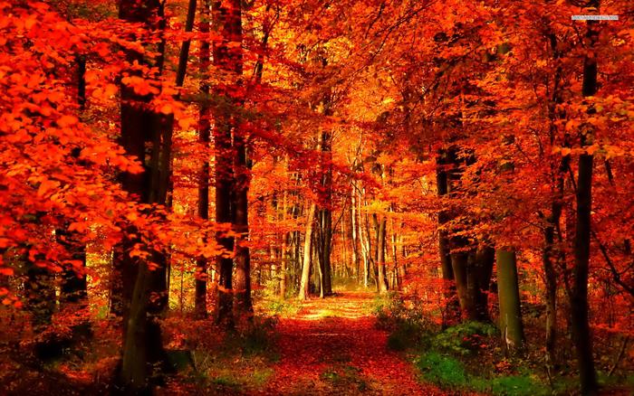 orange-and-red-autumn-forest[1].jpg