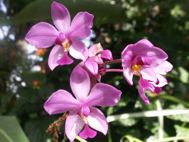 orchids-in-sunlight[1].jpg