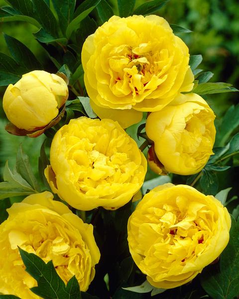 paeonia-yellow-crown-1_grande.jpg