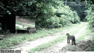 photo-5-1500136799090.gif