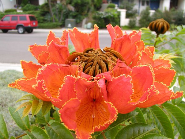 Phượng hoàng.jpg