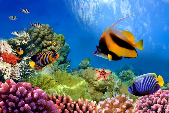 rf-australia-great-barrier-reef[1].jpg
