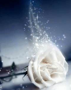 rosa-blanca-magica-87146.gif