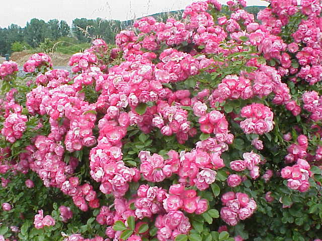 Rosa_sp.34[1].jpg