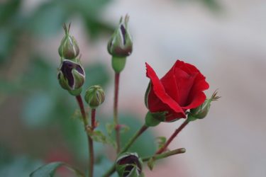 rose-2400182_1280-ny01wbks6mtto8nkvtu3ovof75j9xq7y95w12c1ock.jpg