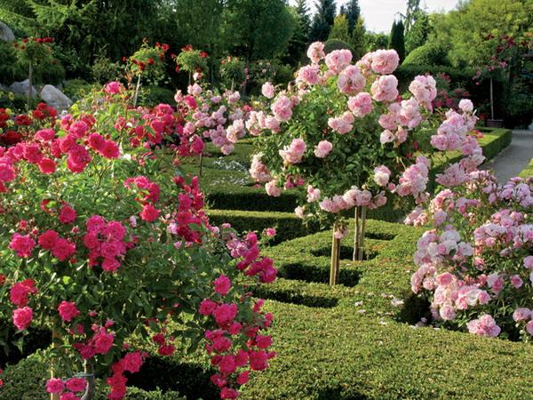 roses-in-garden-inspiration3-2[1].jpg