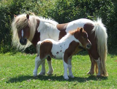 Shetland-foal.jpg