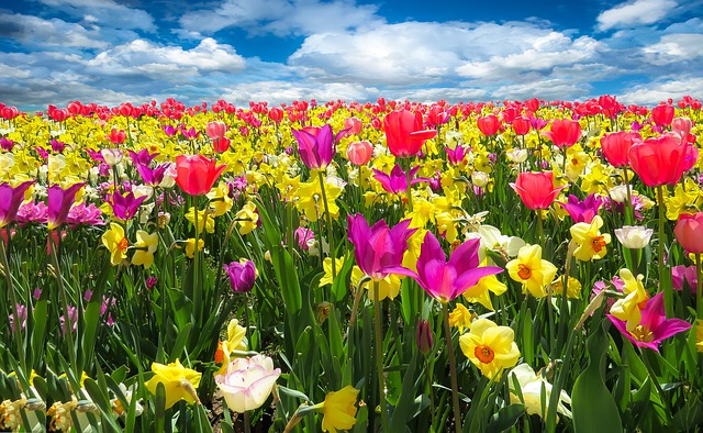spring-awakening-1197602_640.jpg
