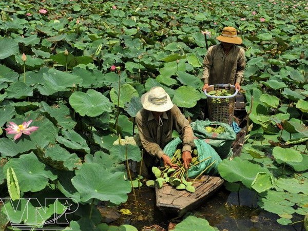 thu_hoach_sen_2[1].jpg
