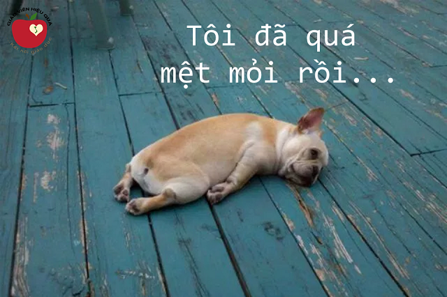 toi-da-met-moi-lam-roi.png