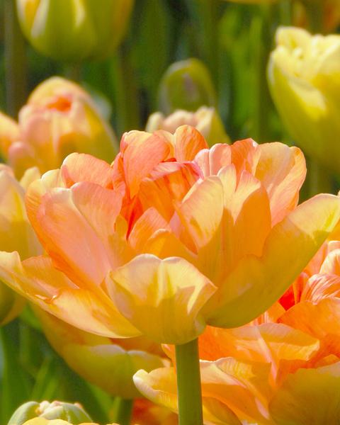 tulip-charming-lady-3_grande.jpg