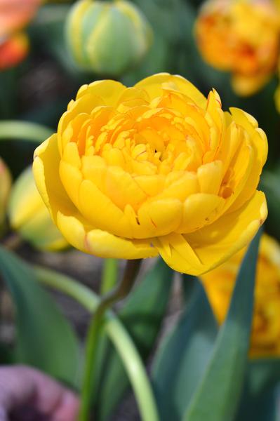 Tulip-Yellow-Pomponette-2017-2_kopie_grande.jpg