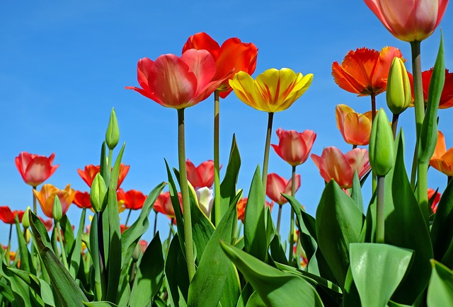 tulips-2189860_640.jpg