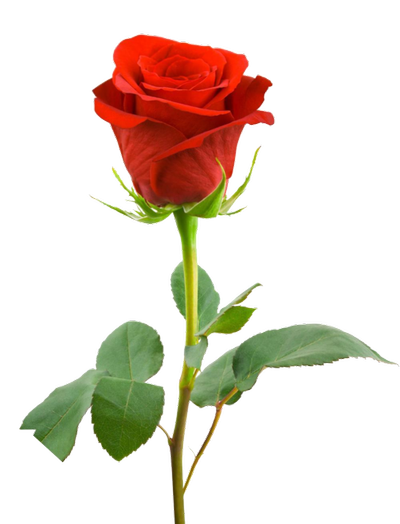 tumblr_mh9qtgtrvt1s37xcoo1_500_53af3408ddf2b364a10cc60a[1].png