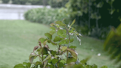 tumblr_mldoldtKFq1rfp1lho1_500[1].gif