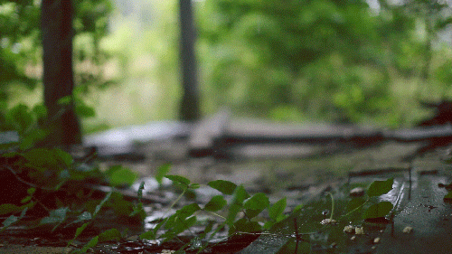 tumblr_n26039VliX1r3nnfeo1_500[1].gif