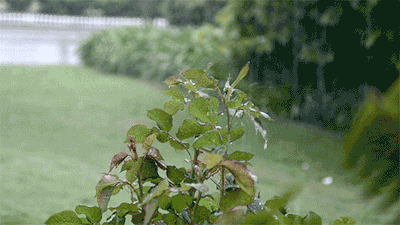 tumblr_n30fitoRPG1t1prrio1_400[1].gif