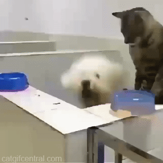 tumblr_pbet98calg1uuyy36o1_400.gif