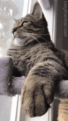 tumblr_pbktjiEj0v1uuyy36o1_400.gif