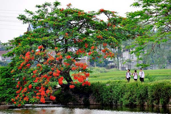 ve-may-bay-di-ha-noi-mua-he-xem-phuong-no1[1].jpg