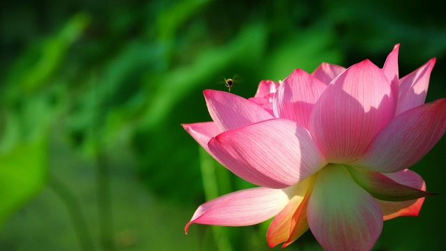 wallpaper-summer-photography-lotus-wallwuzz-hd-wallpaper-20972-640x360[1].jpg