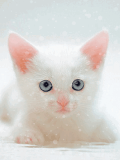 whitecutek_e1HoAUdE.gif