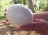 ostrich_egg_size.jpg