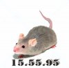 250590.jpg