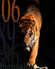 ist2_376926-tiger.jpg