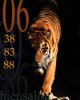 ist2_376926-tiger.jpg