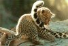 Baby-Animal-5.jpg