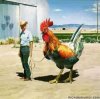 funny_animals_pictures_07.jpg