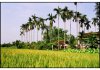 langqueyenbinh.jpg