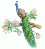 IMG_8369.GIF