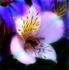 Bee_in_Flower_by_Anaid89.jpg