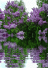 IMG_1714.GIF