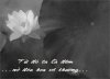 doa hoa vo thuong.jpg