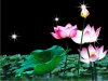 Lotus Flower Wallpaper[6].jpg