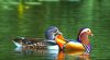 125_1288718891_chim_uyen_uong_4.jpg