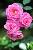 upload_2024-2-18_12-54-44.png